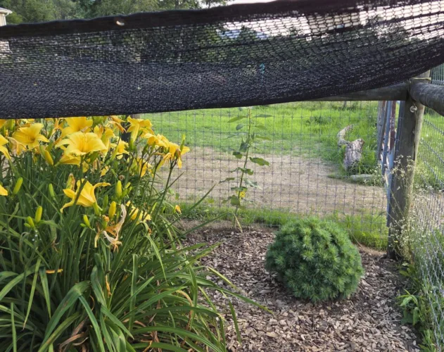 Growing Tips: The effects of excessive heat on plants